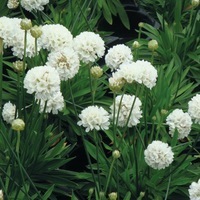 Graines de fleurs ARMERIA BALLERINA (Armaria pseudarmeria (ou A. latifolia)) - Graineterie A. DUCRETTET