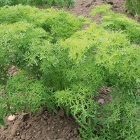 Graines potagères MOUTARDE DE CHINE Golden Frills (Brassica rapa juncea) - Graineterie A. DUCRETTET