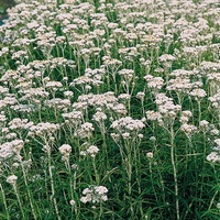Graines de fleurs ANAPHALIS NEW SNOW (Anaphalis margaritacea) - Graineterie A. DUCRETTET
