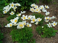 Graines de fleurs ANEMONE MADONNA (Anemone sylvestris) - Graineterie A. DUCRETTET