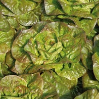 Graines potagères LAITUE ABRI TOUS TYPES BIO JOVIALE - Graineterie A. DUCRETTET