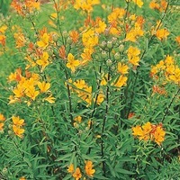 Graines de fleurs ALSTROEMERE AUREA (Alstroemeria aurentiaca) - Graineterie A. DUCRETTET