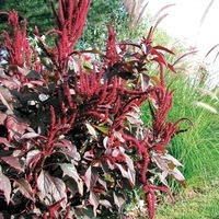  AMARANTHE AMARANTHE-OECHSBERG (Amaranthus hypocondriacus)-rouge écarlate - Graineterie A. DUCRETTET