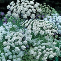 Graines de fleurs AMMI GRACELAND (Ammi majus) - Graineterie A. DUCRETTET