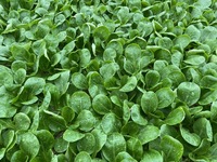  MACHE (ou Rampon ou Doucette ou Salade de blé) MACHE (ou Rampon ou Doucette ou Salade de blé)-KLARA (PS 2398) (Valerianella locusta)-Graines biologiques certifiées - Graineterie A. DUCRETTET
