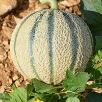 Graines potagères MELON MARSALIS F1 - Graineterie A. DUCRETTET