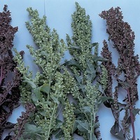 Graines de fleurs ATRIPLEX PLUME (Atriplex hortensis) - Graineterie A. DUCRETTET