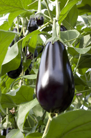  AUBERGINE AUBERGINE-BARTOK F1 (Solanum melongena)-Graines biologiques certifiées - Graineterie A. DUCRETTET