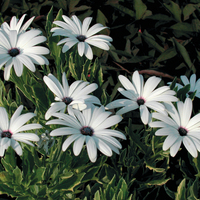 Graines de fleurs ARCTOTIS GRANDIS (Arctotis grandis (stoechadifolia)) - Graineterie A. DUCRETTET