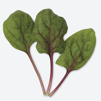 Graines potagères EPINARD RED TABBY F1 (Spinacia oleracea) - Graineterie A. DUCRETTET