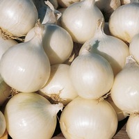 Graines potagères OIGNON GLADSTONE (Allium cepa) - Graineterie A. DUCRETTET