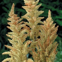 Graines de fleurs AMARANTHE AUTOMN TOUCH (Amaranthus cruentus) - Graineterie A. DUCRETTET