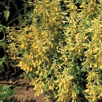 Graines de fleurs AGASTACHE ARIZONA SUN (Agastache aurantiaca) - Graineterie A. DUCRETTET