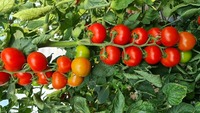 Graines potagères TOMATE RONDE BAUNA F1 (Solanum lycopersicum) - Graineterie A. DUCRETTET