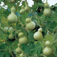 Graines potagères COLOQUINTES A PETITS FRUITS MINI-GOURDE (Lagenaria leucantha gourda) - Graineterie A. DUCRETTET