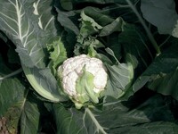  CHOU-FLEUR CHOU-FLEUR-BARCELONA F1 (Brassica oleracea var. botrytis)-Graines non traitées - Graineterie A. DUCRETTET