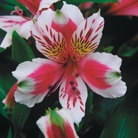 Graines de fleurs ALSTROEMERE JAZZE F1 (Altroemeria xhybrida) - Graineterie A. DUCRETTET