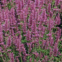 Graines de fleurs AGASTACHE ARCADO (Agastache aurantiaca) - Graineterie A. DUCRETTET