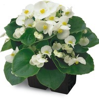 Graines de fleurs BEGONIA SEMPERFLORENS AMBASSADOR F1 (Begonia semperflorens) - Graineterie A. DUCRETTET