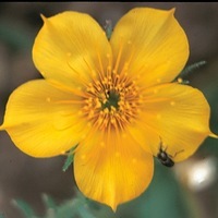 Graines de fleurs BARTONIA GOUTTE D'OR (Mentzelia lindleyi) - Graineterie A. DUCRETTET
