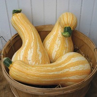 Graines de fleurs COLOQUINTES A GROS FRUITS METEOR - Graineterie A. DUCRETTET