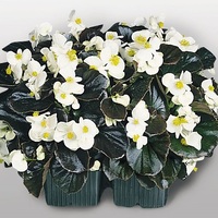  BEGONIA SEMPERFLORENS BEGONIA SEMPERFLORENS-COCKTAIL F1 (Begonia semperflorens)-blanc pur, graines enrobées - Graineterie A. DUCRETTET