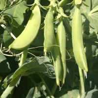 Graines potagères POIS NAIROBI (Pisum sativum) - Graineterie A. DUCRETTET