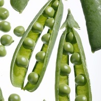 Graines potagères POIS BUDDY - Graineterie A. DUCRETTET