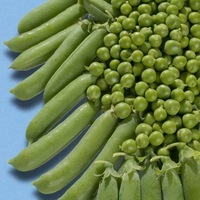 Graines potagères POIS AMBASSADOR - Graineterie A. DUCRETTET