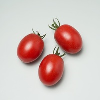  TOMATE CERISE TOMATE CERISE-BOLSTAR BALOE F1 (Solanum lycopersicum)-Graines non traitées - Graineterie A. DUCRETTET