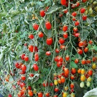 Graines potagères TOMATE CERISE ALICIA F1 (Solanum lycopersicum) - Graineterie A. DUCRETTET