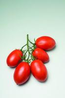  TOMATE ALLONGEE TOMATE ALLONGEE-SENSATICA F1 (Solanum lycopersicum)-Graines non traitées - Graineterie A. DUCRETTET