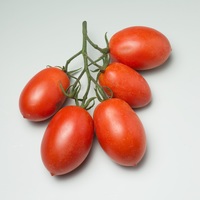 Graines potagères TOMATE ALLONGEE SENSATICA F1 (Solanum lycopersicum) - Graineterie A. DUCRETTET