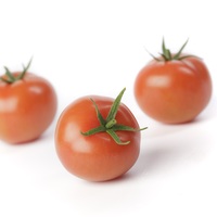 Graines potagères TOMATE RONDE GLORIETTE F1 - Graineterie A. DUCRETTET