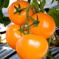 Graines potagères TOMATE RONDE TAIYO (Ti 169) F1 (Solanum lycopersicum) - Graineterie A. DUCRETTET