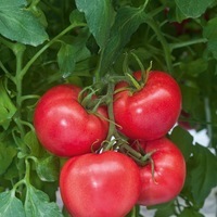 Graines potagères TOMATE RONDE TM 075 F1 - Graineterie A. DUCRETTET