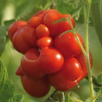 Graines potagères TOMATE RONDE Voyage (Solanum lycopersicum) - Graineterie A. DUCRETTET