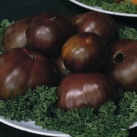 Graines potagères TOMATE CÔTELEE Noire russe (Solanum lycopersicum) - Graineterie A. DUCRETTET