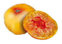 TOMATE CÔTELEE TOMATE CÔTELEE-ANASUN (Solanum lycopersicum)-Graines non traitées - Graineterie A. DUCRETTET