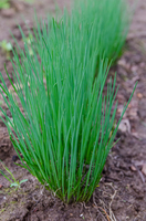  CIBOULETTE CIBOULETTE-STARO (Allium schoenoprasum)-Graines non traitées - Graineterie A. DUCRETTET