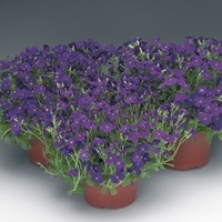 Graines de fleurs AUBRIETIA AUDREY F1 (Aubrietia x cultorum) - Graineterie A. DUCRETTET