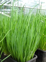  CIBOULETTE CIBOULETTE-NAOMY (Allium schoenoprasum)-Graines non traitées - Graineterie A. DUCRETTET