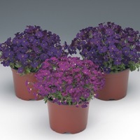 Graines de fleurs AUBRIETIA AUDREY F1 (Aubrietia x cultorum) - Graineterie A. DUCRETTET