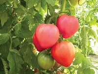 Graines potagères TOMATE A GROS FRUITS DOLCECUORE F1 (Solanum lycopersicum) - Graineterie A. DUCRETTET