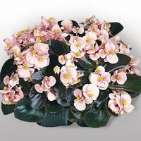  BEGONIA SEMPERFLORENS BEGONIA SEMPERFLORENS-COCKTAIL F1 (Begonia semperflorens)-rose clair, graines enrobées - Graineterie A. DUCRETTET
