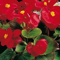 Graines de fleurs BEGONIA SEMPERFLORENS AMBASSADOR F1 (Begonia semperflorens) - Graineterie A. DUCRETTET