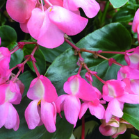Graines de fleurs BEGONIA SEMPERFLORENS DRAGON WING F1 (Begonia semperflorens) - Graineterie A. DUCRETTET