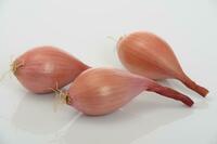  ECHALOTE ECHALOTE-CASSANDRE F1 (Allium cepa)-Graines traité - Graineterie A. DUCRETTET