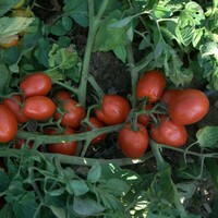 Graines potagères TOMATE ALLONGEE LIVIO F1 (Solanum lycopersicum) - Graineterie A. DUCRETTET