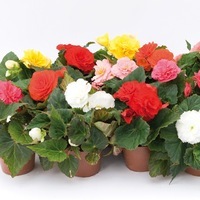 Graines de fleurs BEGONIA TUBEREUX FORTUNE F1 (Begonia tuberhybrida (ou tuberosa)) - Graineterie A. DUCRETTET